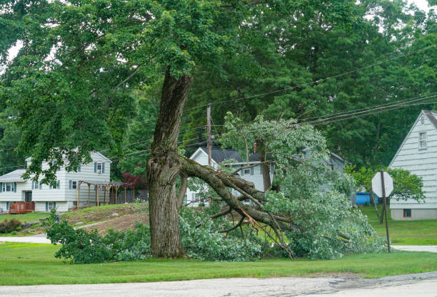 Trusted Yelm, WA  Tree Services Experts